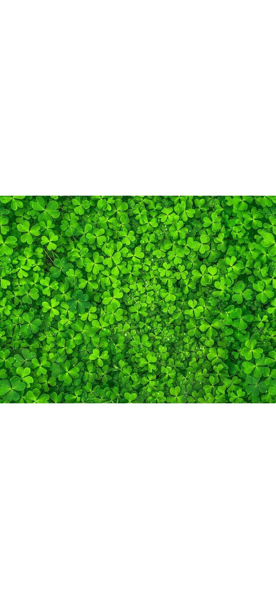 Autocolant perete, Folina, model Trifoi, dimensiune autocolant 80x400 cm, laminare lucioasă, racletă inclusă