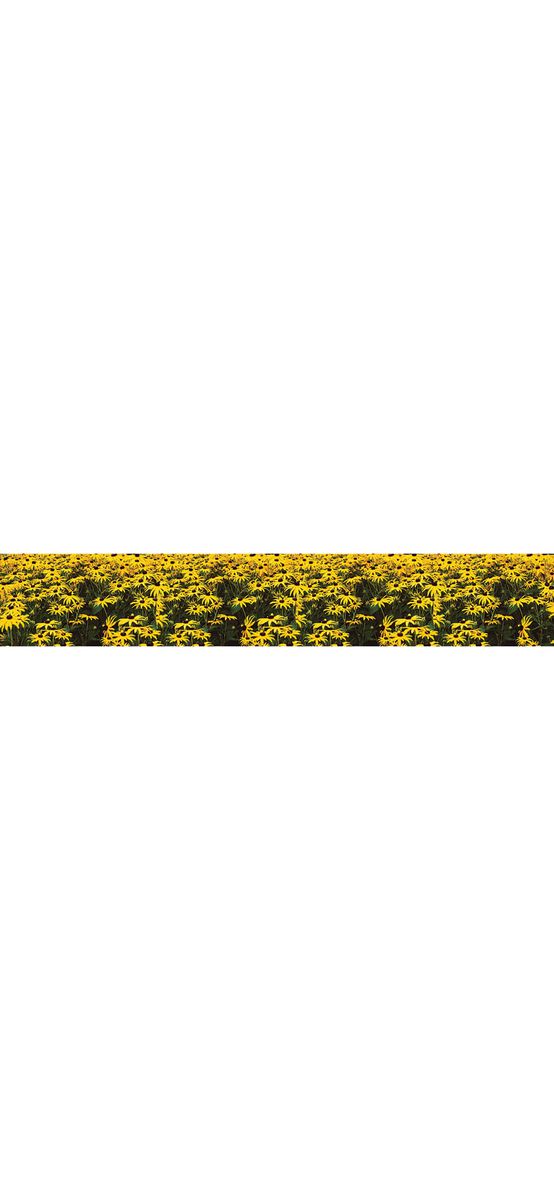 Autocolant perete Lan cu margarete, Folina, model floral galben, rolă de  80x400 cm