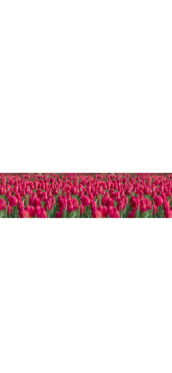 Autocolant decorativ Câmp cu lalele, Folina, roşu, 80x400 cm