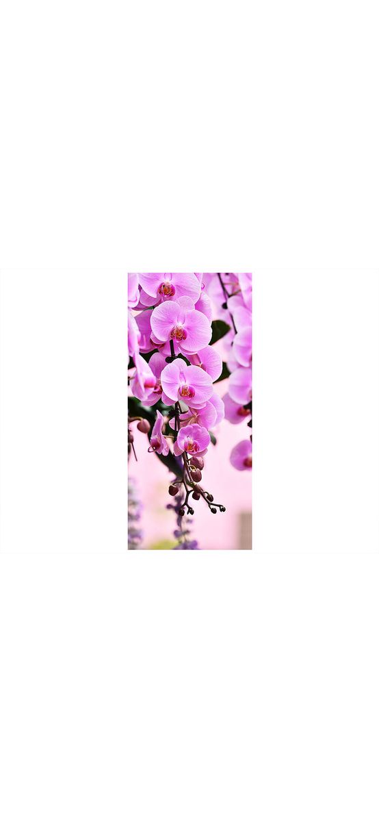 Autocolant uşă Orhidee lila, Folina, imprimeu floral, dimensiune autocolant 92x205 cm