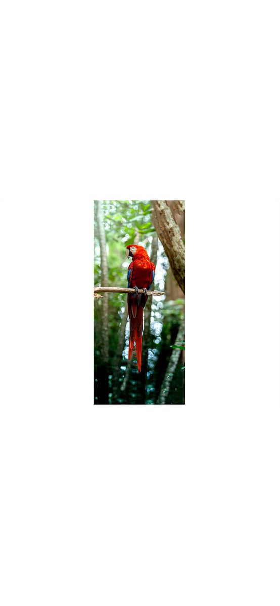 Autocolant uşă Papagal, Folina, model multicolor, dimensiune autocolant 92x205 cm