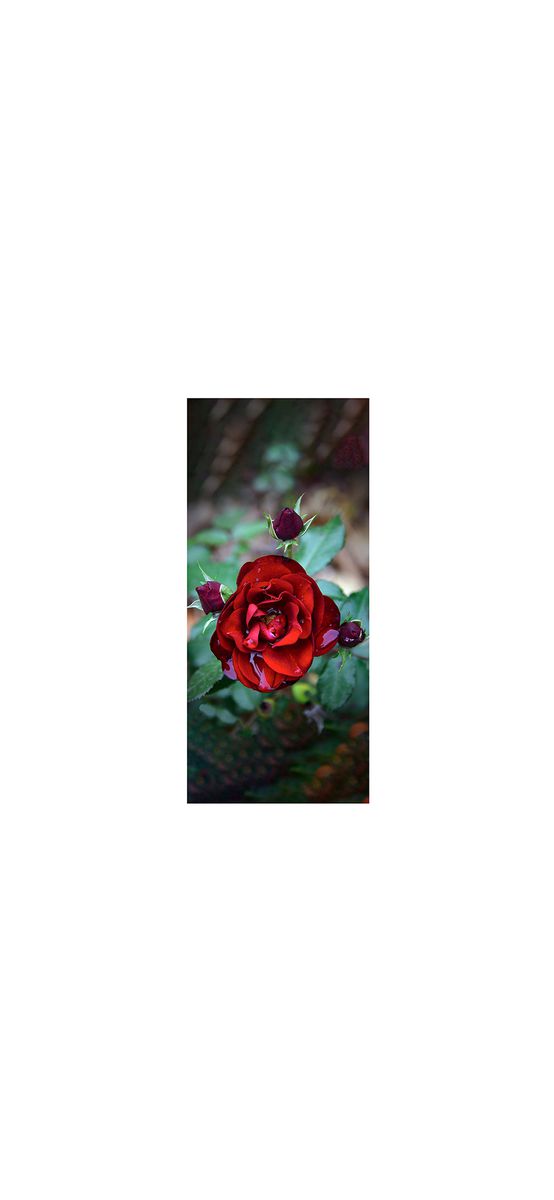 Autocolant uşă Trandafir roşu, Folina, model floral, dimensiune autocolant 92x205 cm