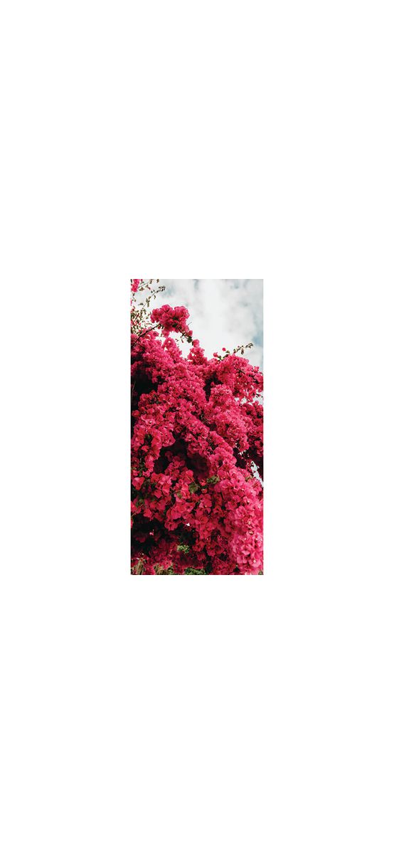 Autocolant uşă Copac înflorit roz, Folina, model multicolor, dimensiune autocolant 92x205 cm