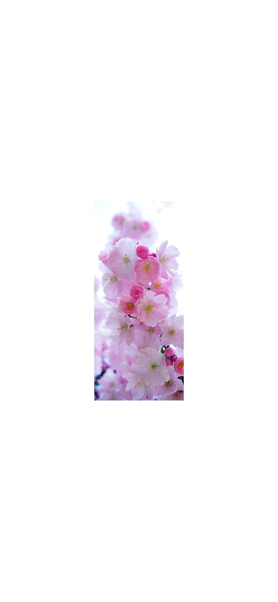 Autocolant uşă Floare de cireş, Folina, culoare roz, dimensiune autocolant 92x205 cm