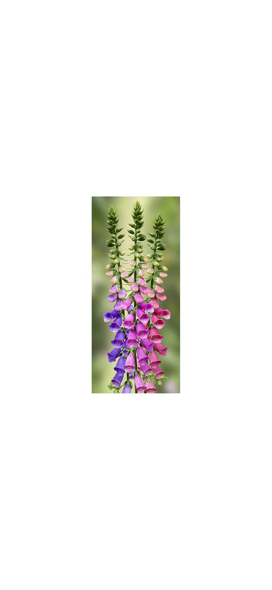 Autocolant uşă Clopoței mov, Folina, model floral, dimensiune autocolant 92x205 cm