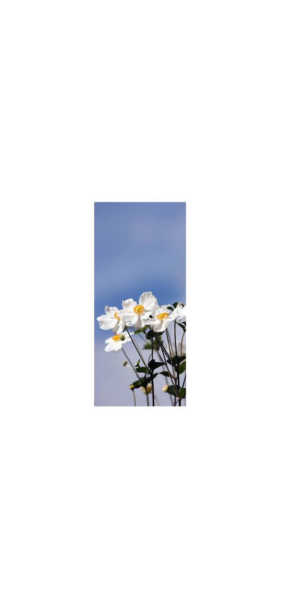 Autocolant uşă Dalii albe, Folina, model floral, dimensiune autocolant 92x205 cm