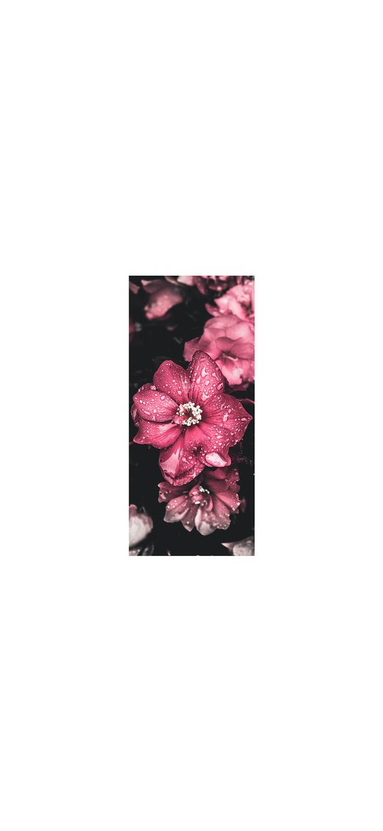 Autocolant uşă Floare roz, Folina, model floral, dimensiune autocolant 92x205 cm