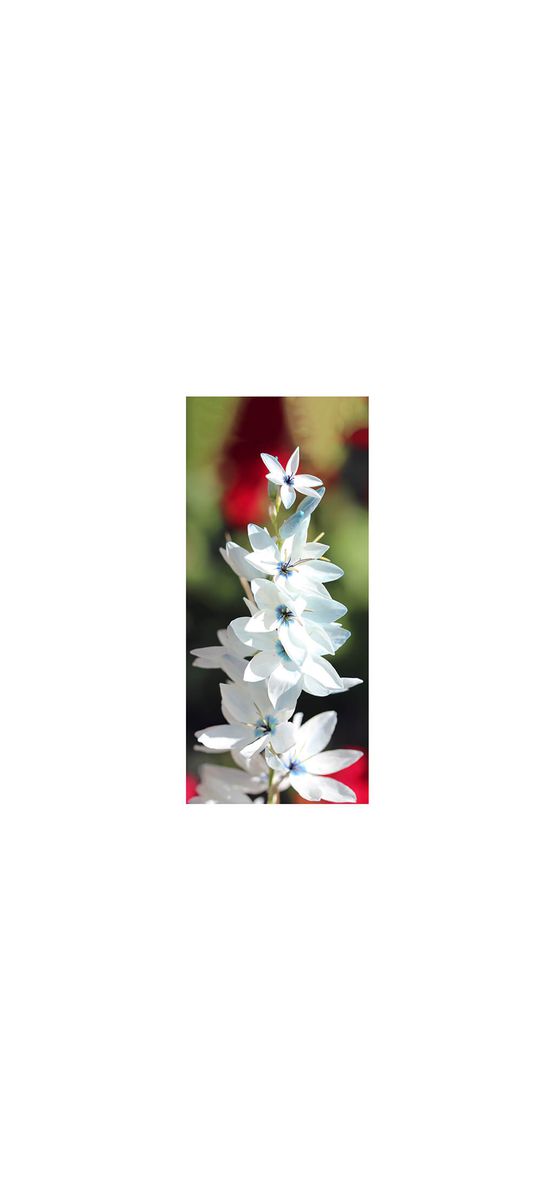 Autocolant uşă Floare albă, Folina, model floral, dimensiune autocolant 92x205 cm