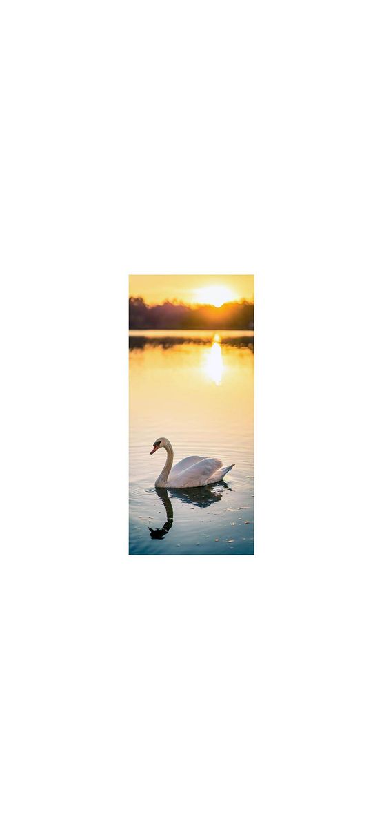 Autocolant uşă Lebădă pe apă, Folina, model multicolor, dimensiune autocolant 92x205 cm