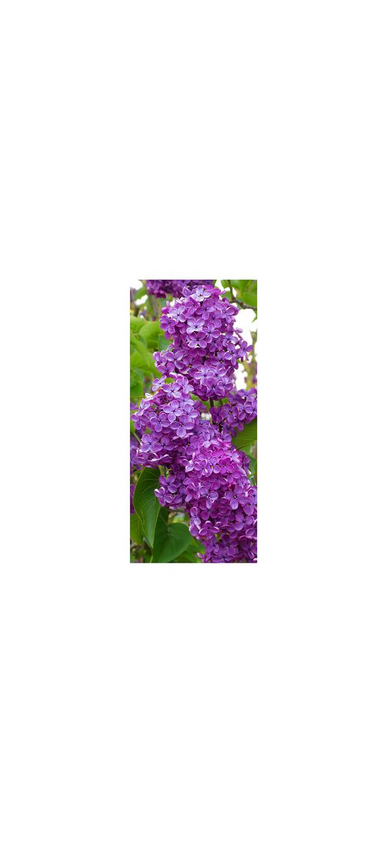 Autocolant uşă Liliac mov, Folina, model floral, dimensiune autocolant 92x205 cm
