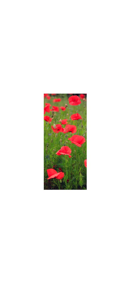 Autocolant uşă Maci roşii, Folina, model multicolor, dimensiune autocolant 92x205 cm
