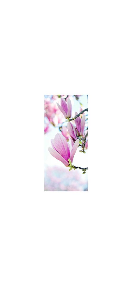 Autocolant uşă Floare de Magnolie, Folina, culoare roz, dimensiune autocolant 92x205 cm