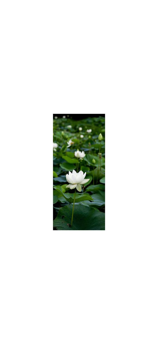 Autocolant uşă Nufăr, Folina, culoare verde, dimensiune autocolant 92x205 cm