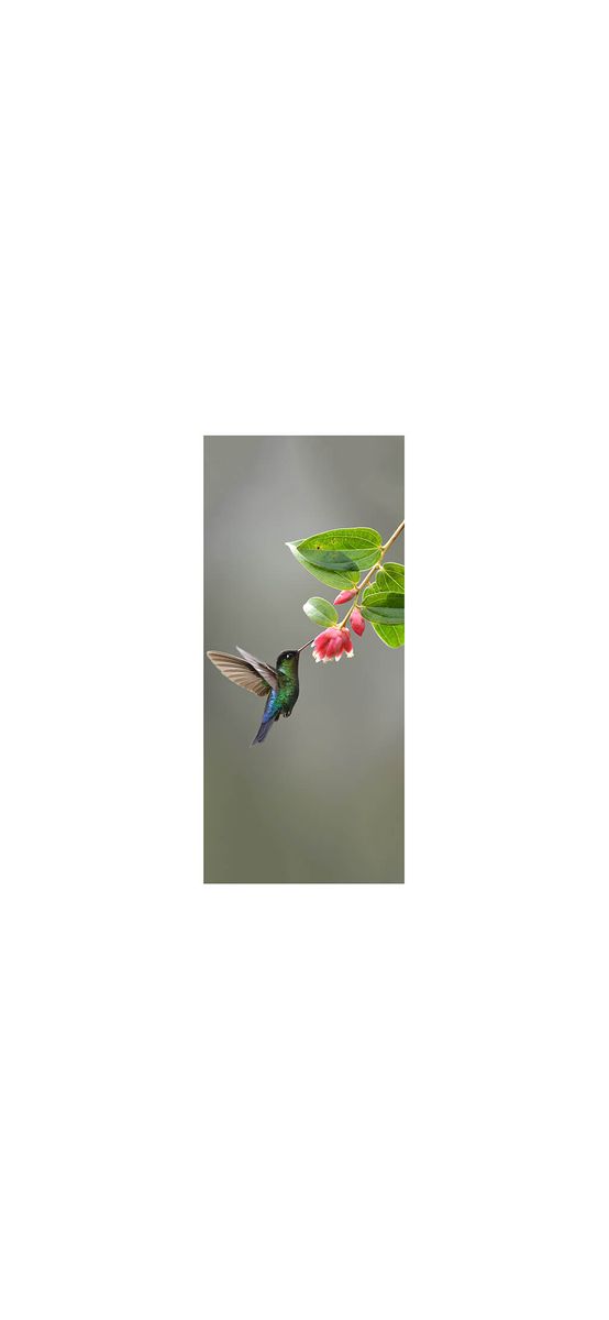 Autocolant uşă Pasăre Colibri, Folina, model cu peisaj, dimensiune autocolant 92x205 cm