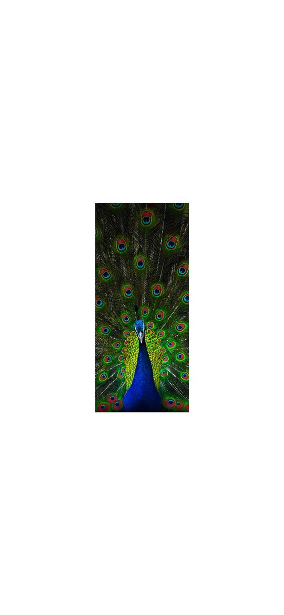 Autocolant uşă Păun, Folina, model multicolor, dimensiune autocolant 92x205 cm
