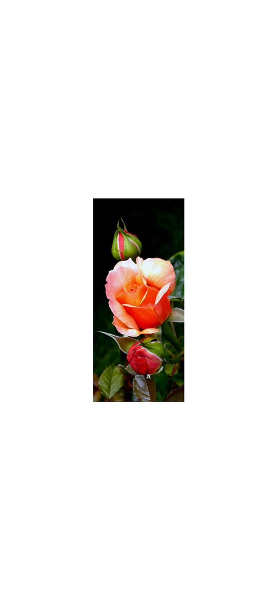 Autocolant uşă Trandafir cu boboci, Folina, model multicolor, dimensiune autocolant 92x205 cm