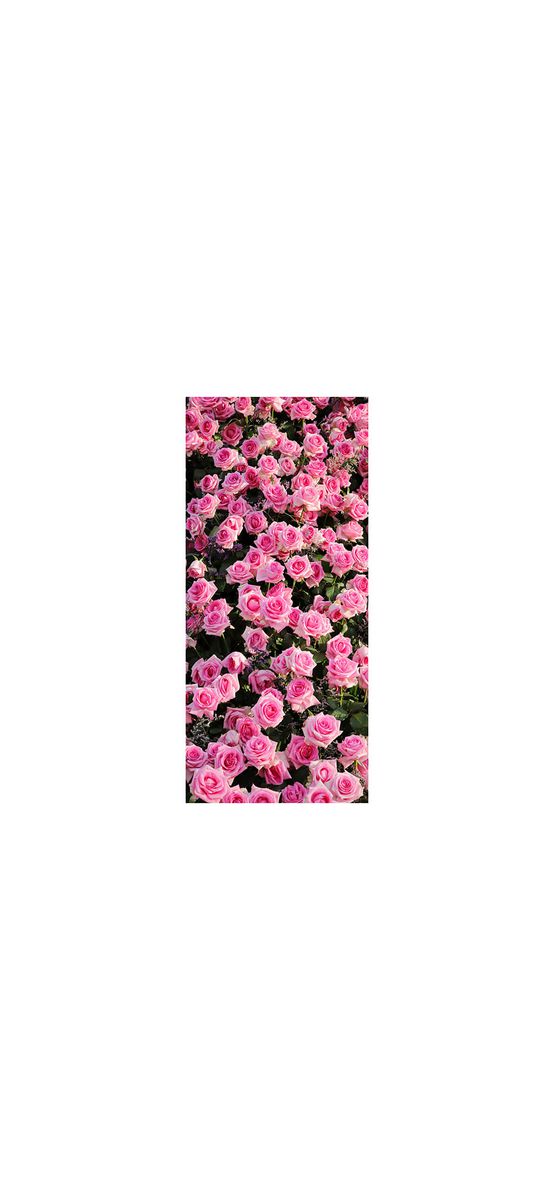 Autocolant uşă Trandafiri roz, Folina, model floral, dimensiune autocolant 92x205 cm