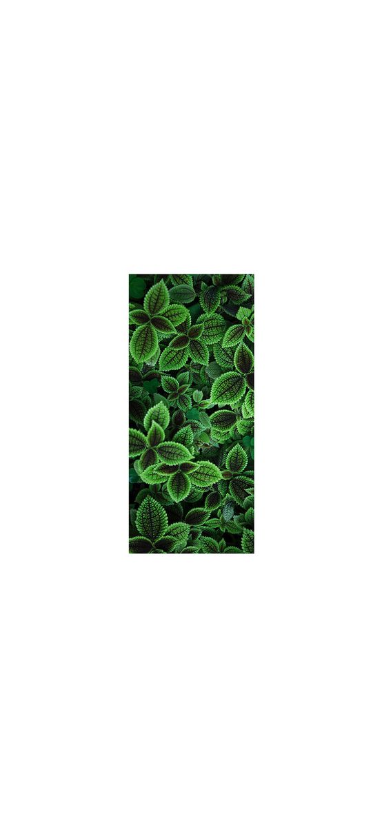 Autocolant uşă Frunze verzi, Folina, model multicolor, dimensiune autocolant 92x205 cm