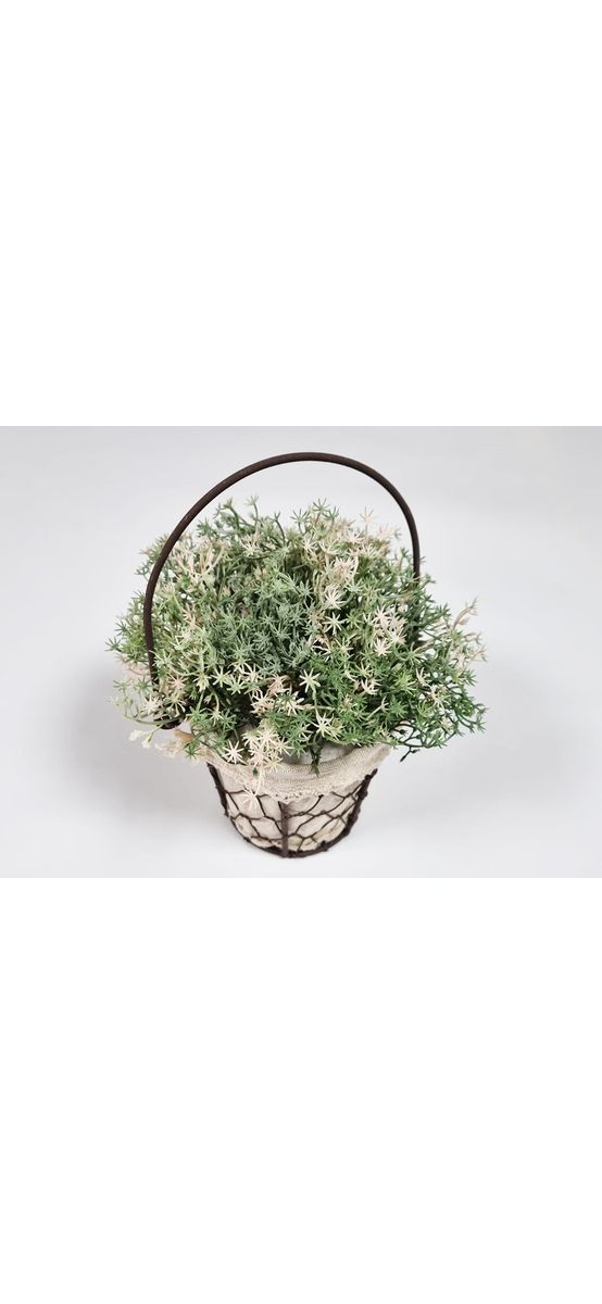 Găletuşă vintage cu plante verzi