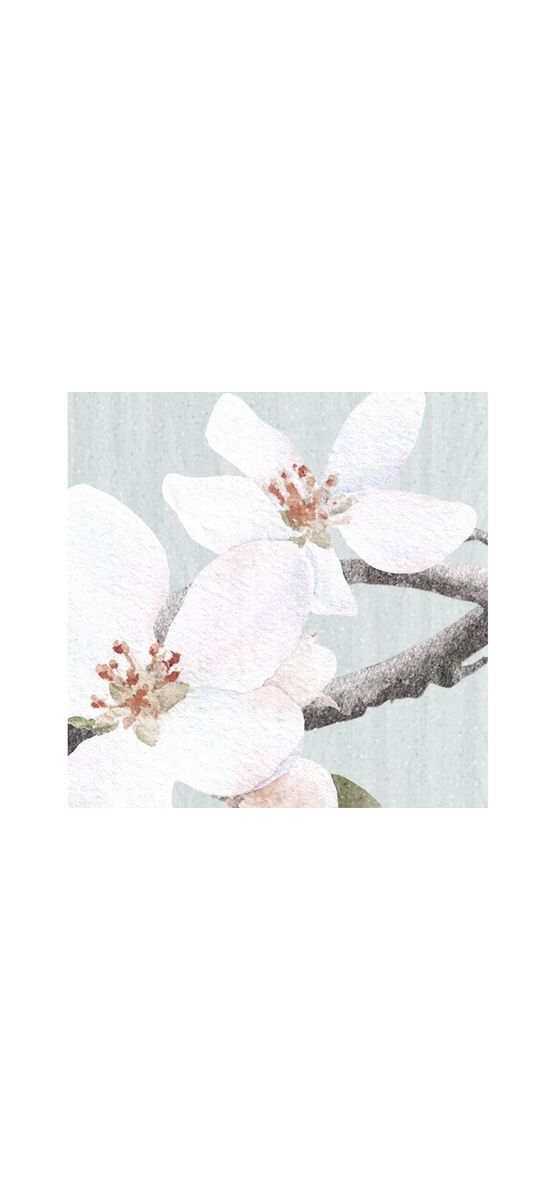 Fototapet floral Apple Bloom, Komar, crengi înflorite şi păsări, 250x250 cm