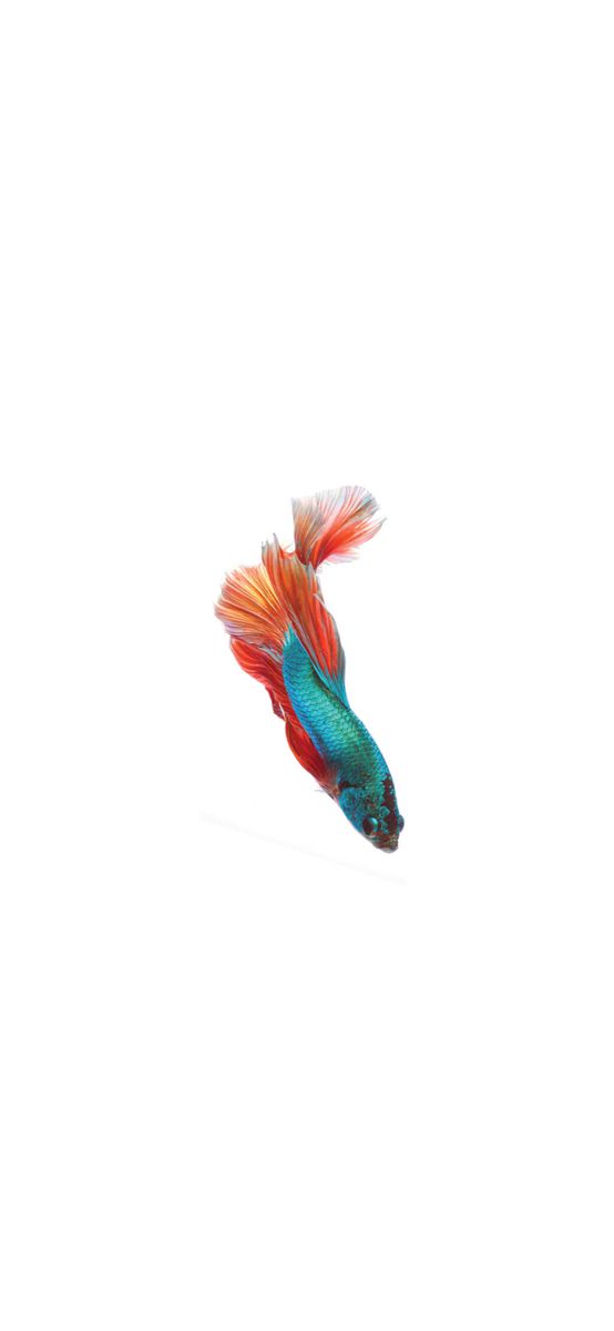 Folie cabină duş, Folina, sablare cu model peşte exotic, autoadezivă, rolă de 100x210 cm