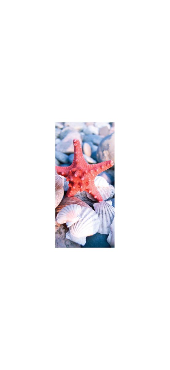Folie cabină duş, Folina, sablare cu model stea de mare, rola de 100x210 cm