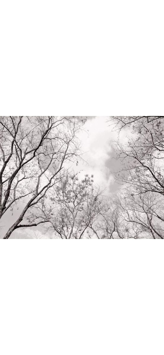 Fototapet Tree Tops, WG, model crengi, alb-negru, 366x254 cm
