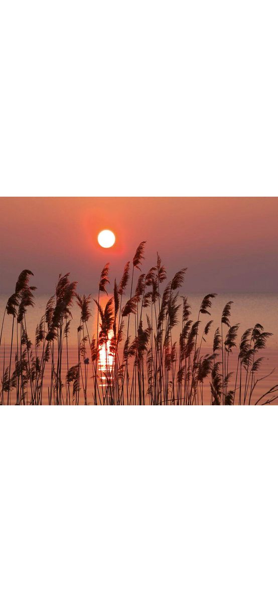 Fototapet peisaj Reed on the lake, Dimex, multicolor, 375x250 cm