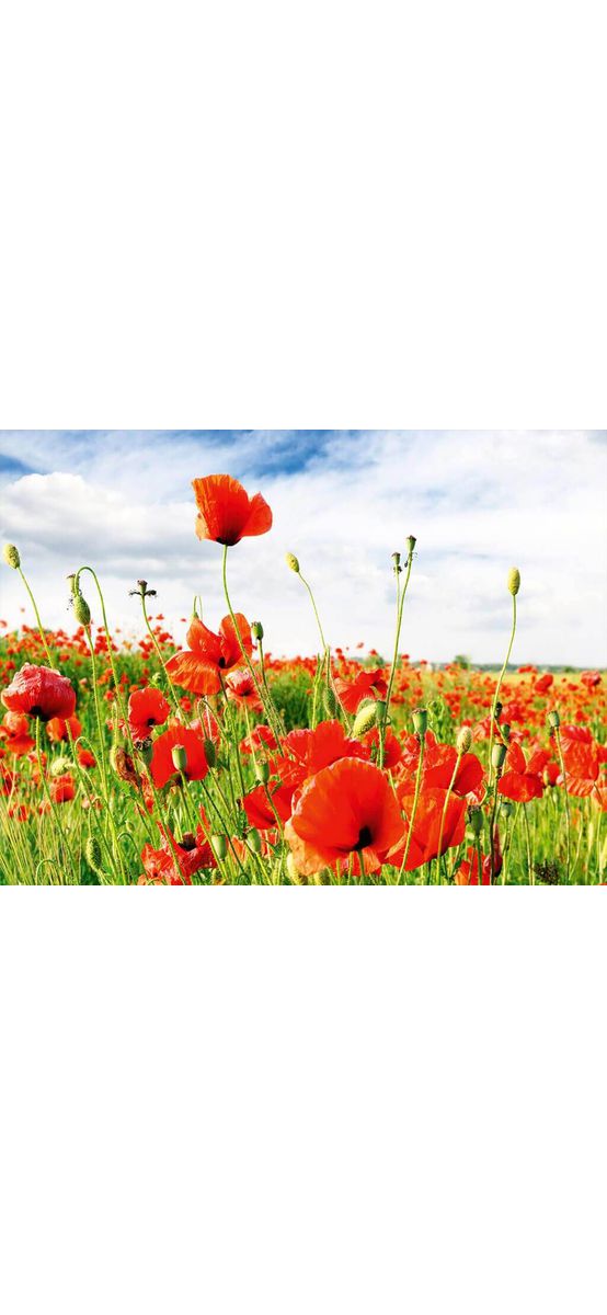 Fototapet Câmp cu maci, Dimex, peisaj, multicolor, 375x250 cm
