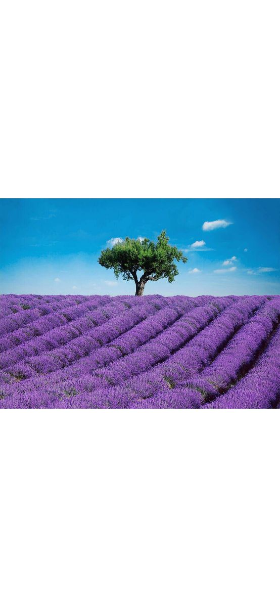 Fototapet câmp lavandă Provence