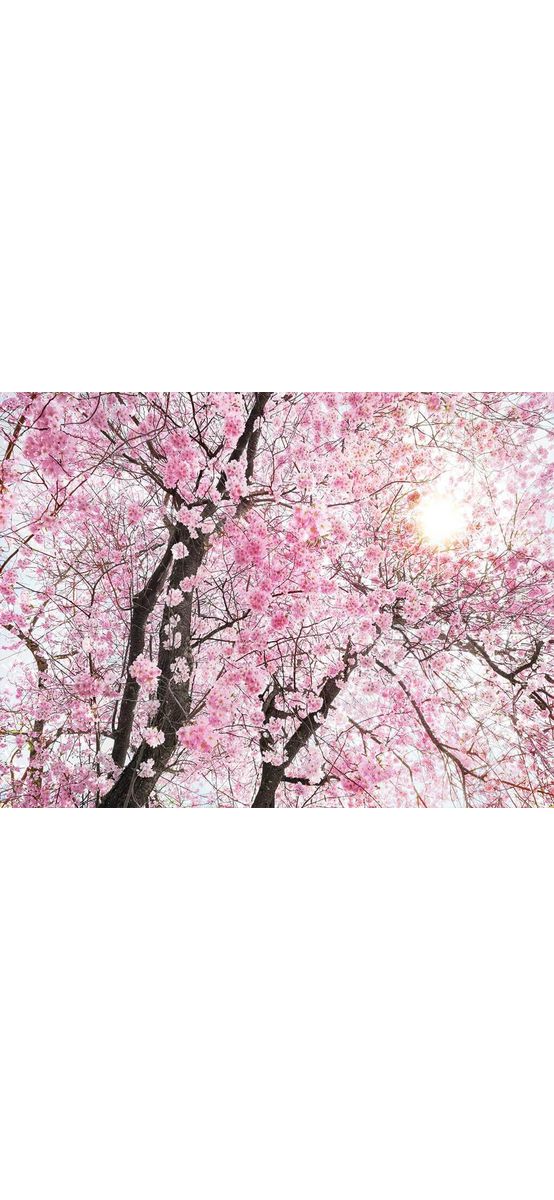 Fototapet floral Bloom, Komar, crengi înflorite roz, 400x260 cm