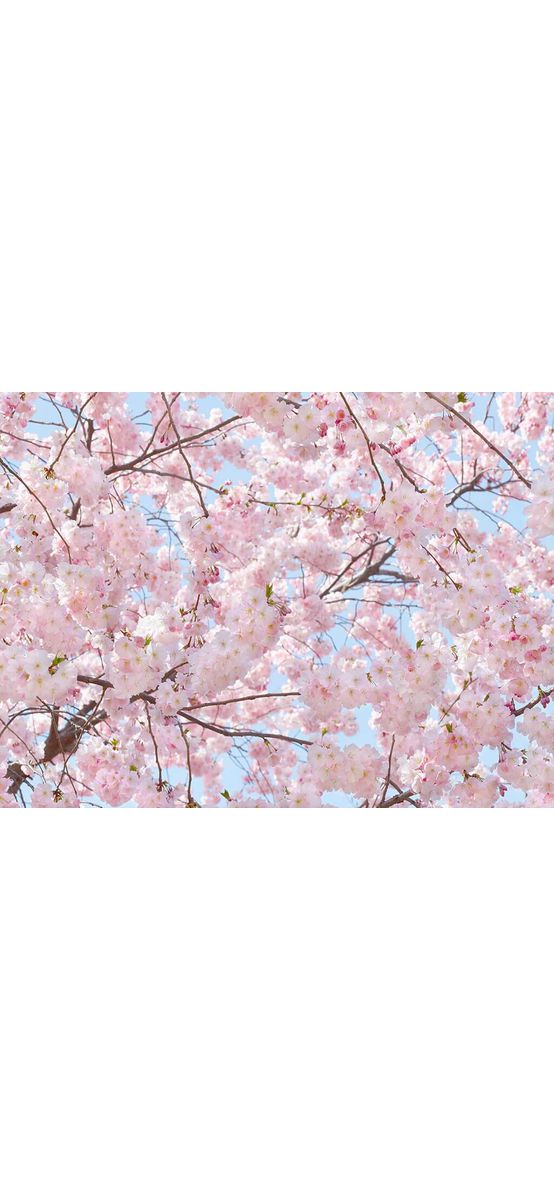 Fototapet crengi înflorite Pink Blossom