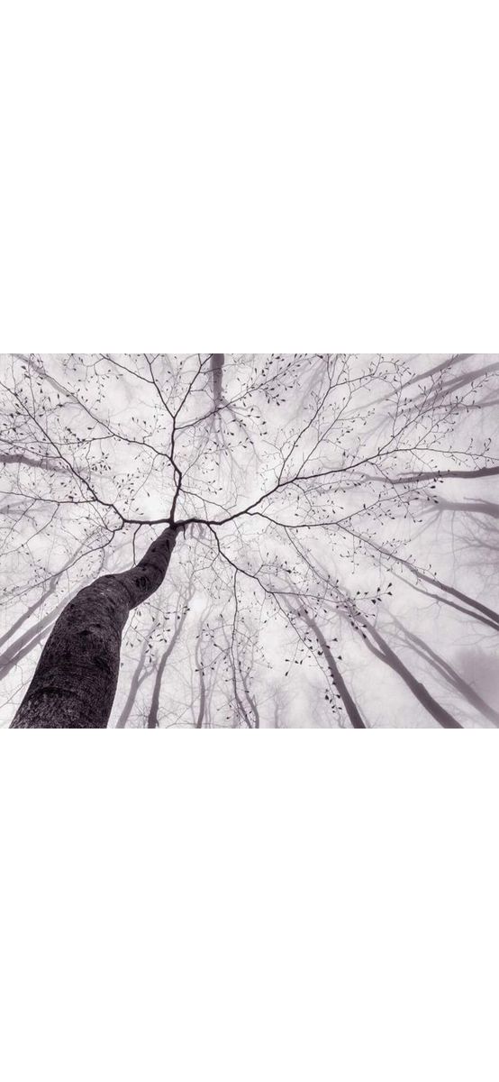 Fototapet Inside the trees, WG, model crengi, gri, 366x254 cm