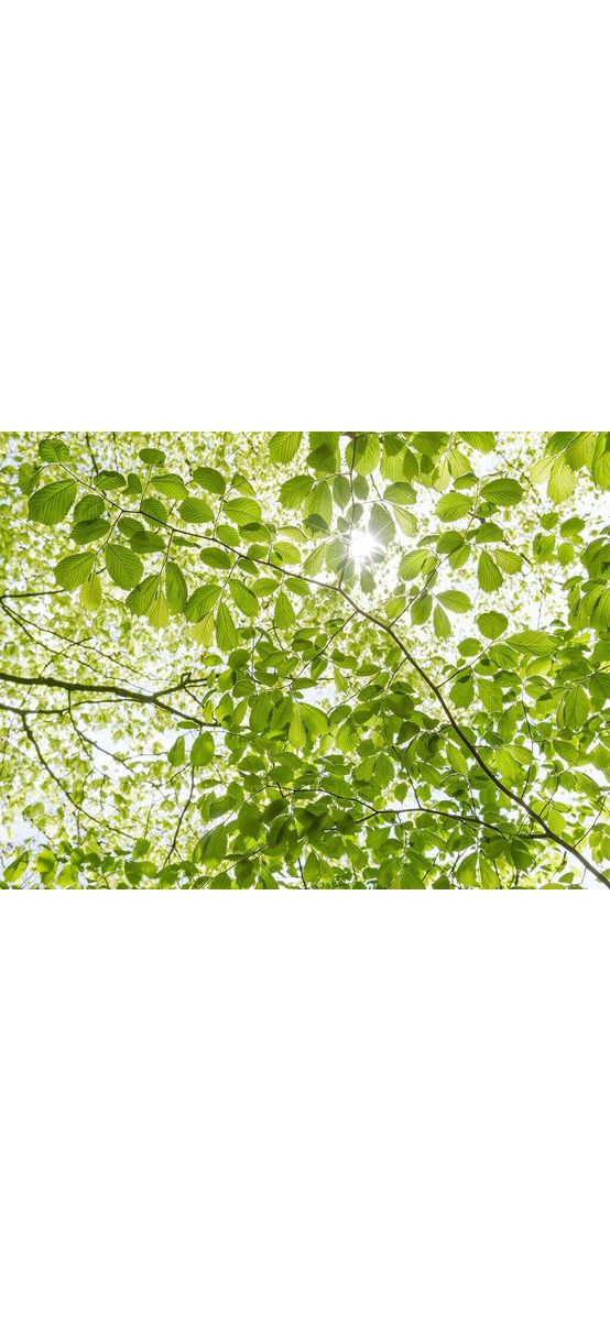 Fototapet Im Frühlingswald, Komar, frunze verzi, 450x280 cm