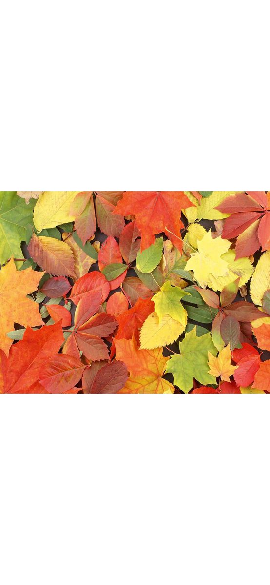 Fototapet frunze, Dimex, Colourful Leaves, 375x250 cm