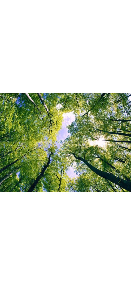 Fototapet copaci, Dimex, verde, 375x250 cm