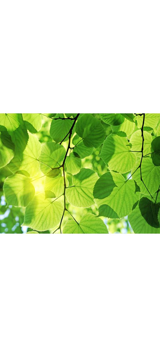 Fototapet frunze, Dimex, Green Leaves, 375x250 cm