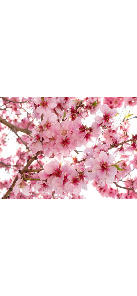 Fototapet floral, Dimex, Apple Blossom, 375x250 cm