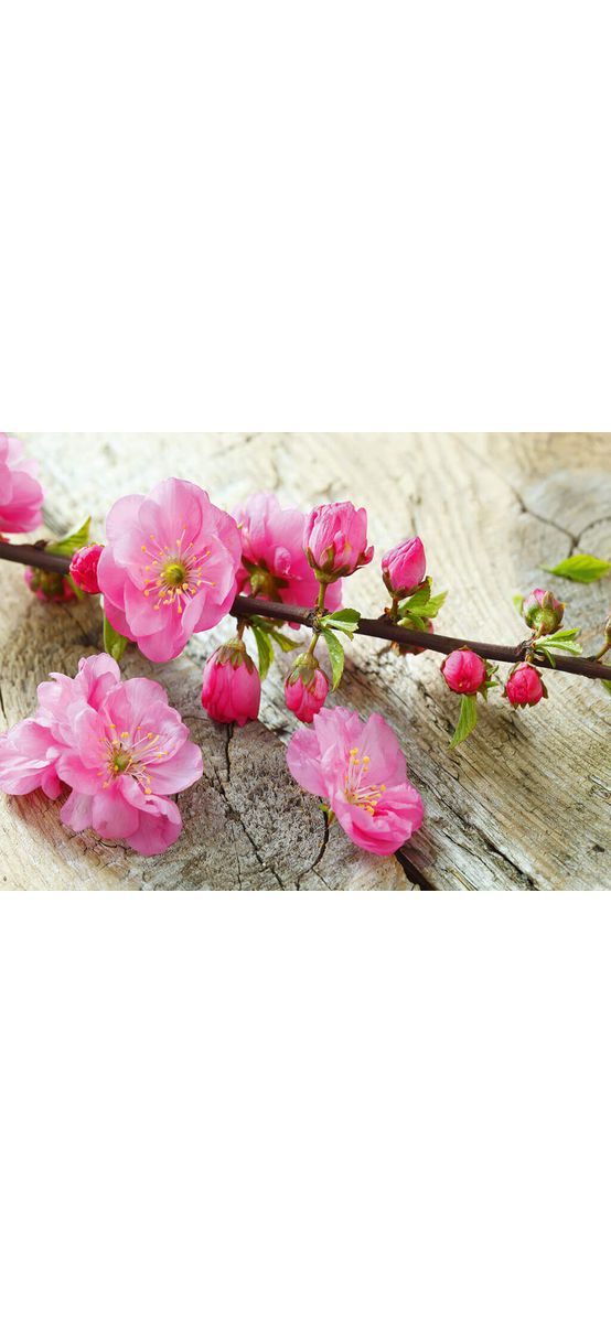 Fototapet crengi înflorite, Dimex, Sakura, 375x250 cm