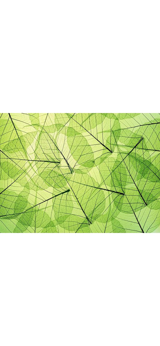 Fototapet frunze, Dimex, Leaf veins, 375x250 cm