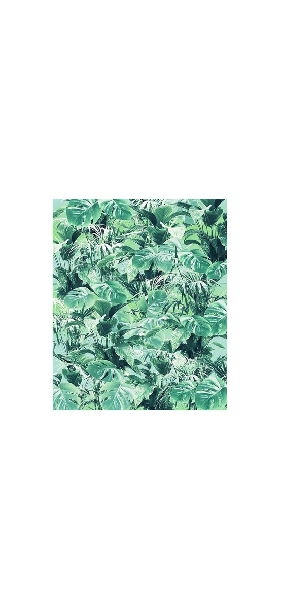 Fototapet frunze Evergreen, Komar, exotic, verde, 200x250 cm