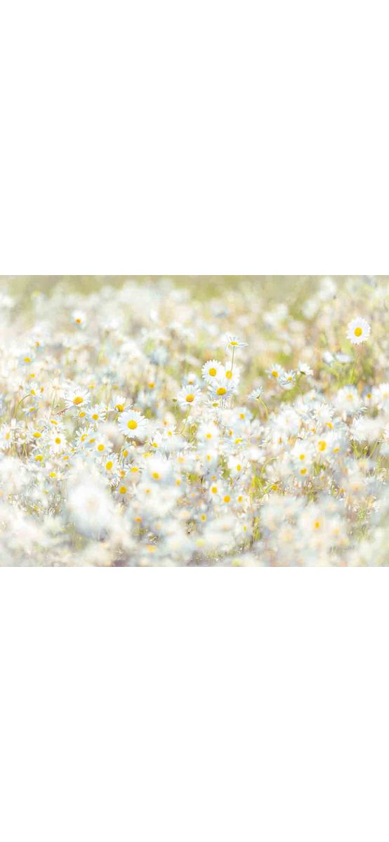 Fototapet floral Margarete, Komar, multicolor, 368 x 254 cm