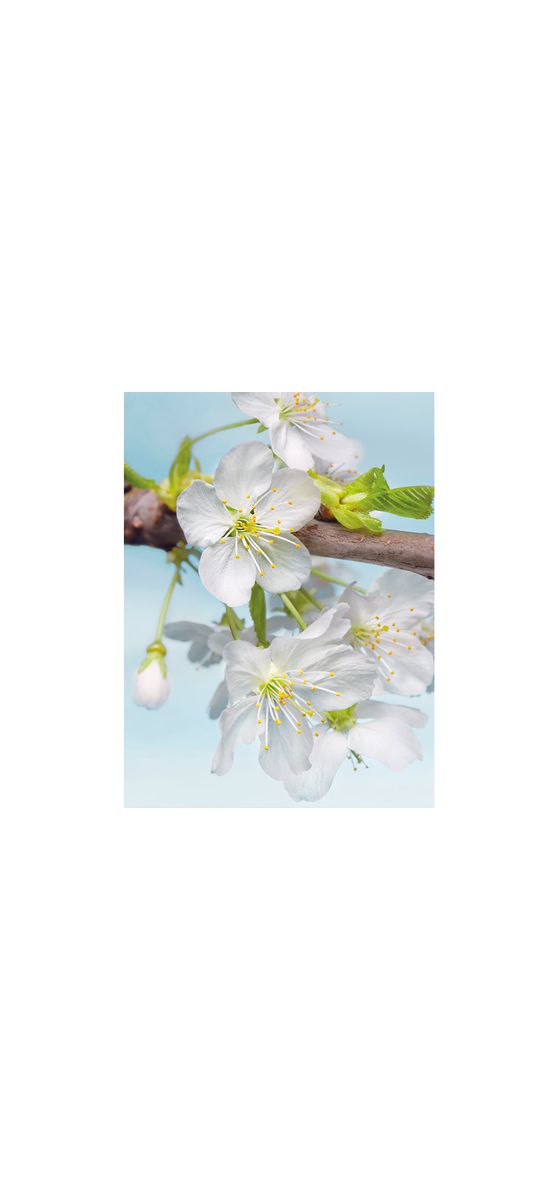 Fototapet flori albe Blossom, Komar, model floral, dimensiune fototapet 184x248 cm