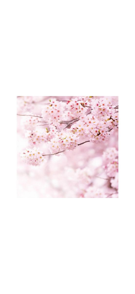 Fototapet Delicate Flowers, WG, model floral roz, 240x260 cm