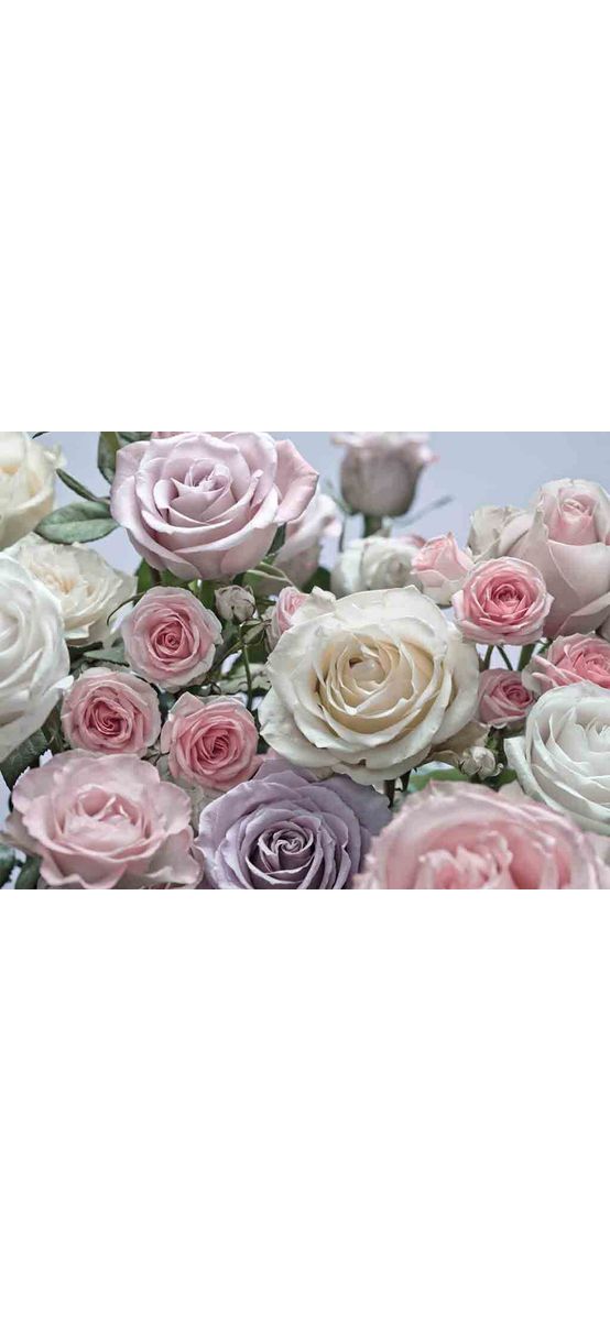 Fototapet floral Floraison, Komar, trandafiri în nuanţe pastel, dimensiuni 368 x 254 cm