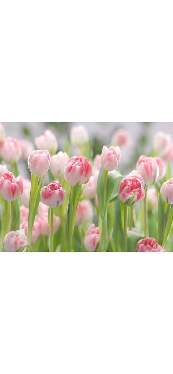 Fototapet Secret Garden, Komar, decorațiune cu peisaj floral lalele, fototapet 368x254 cm