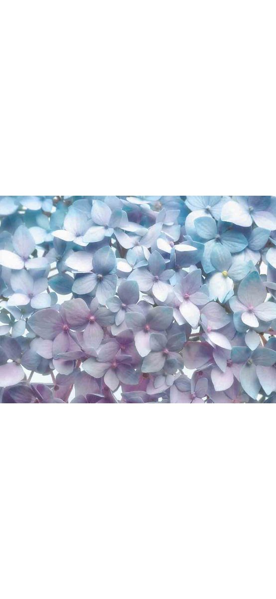 Fototapet floral albastru, Komar Light Blue, dimensiuni 368 x 254 cm