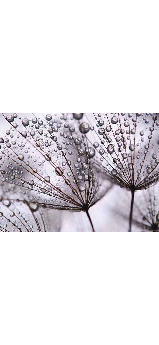 Fototapet After rain, AGDesign, decorațiune florală gri, dimensiuni fototapet 160x110 cm