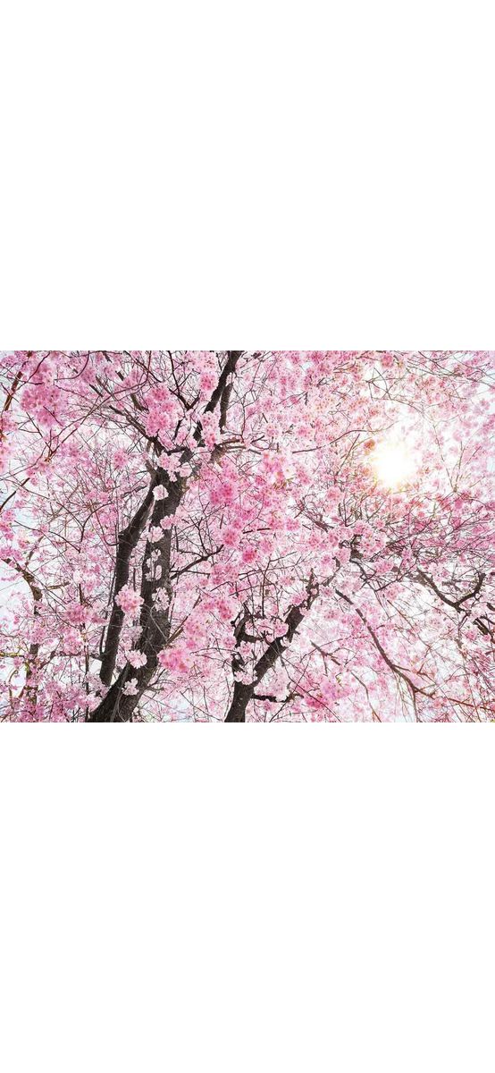 Fototapet Bloom, Komar, decorațiune cu crengi înflorite, dimensiune fototapet 368x248 cm