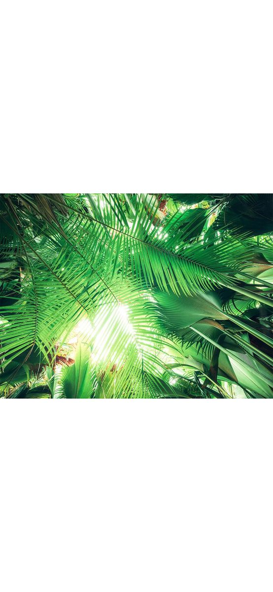Fototapet decor exotic, Komar, frunze verzi, 450x280 cm